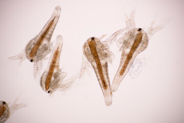 Artemia larvae in light microscope, Artemia plankton under a microscope.