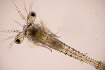 Closeup mysis stage of Vannamei shrimp in light microscope, Shrimp larvae under a microscope,...