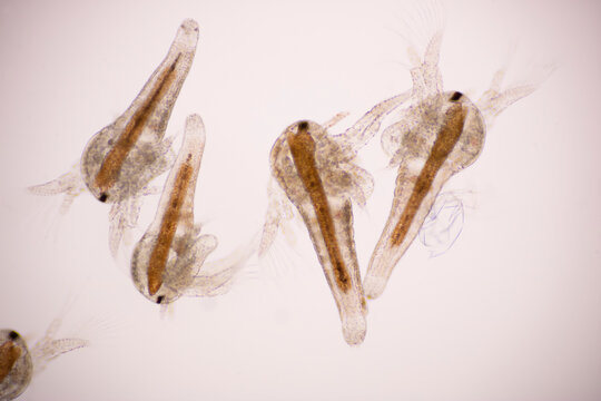 Artemia larvae in light microscope, Artemia plankton under a microscope.
