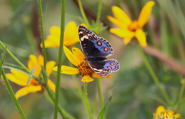 Swallowtail butterfly Bushes and Forest Zambia Africa