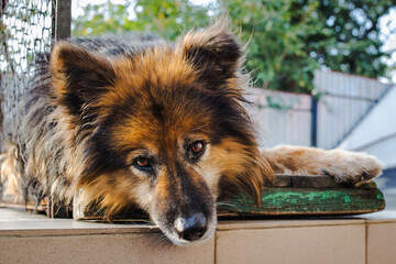 dog sleeping in the garden