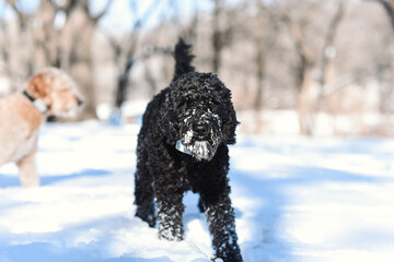 Black dog with brown eyes in the snow