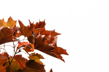 A branch with red maple leaves isolated on a white background with clipping path. Autumn forest. September, October, November. Deciduous landscape. Maple tree branch on sky backdrop. Happy Canada Day.