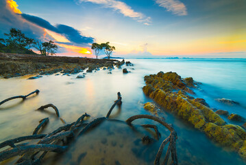 Rocks and roots of mangrove trees decorate Tanjung Pinggir beach, Batam island