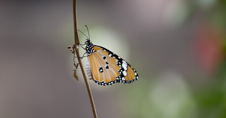 butterfly on a twig.