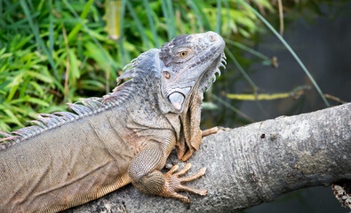 iguana on a branch.
