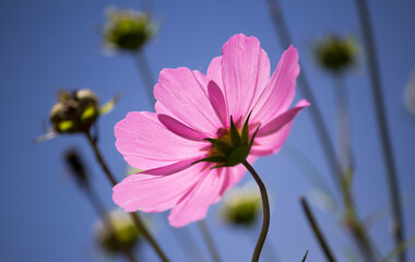 pink flower on blue sky background.