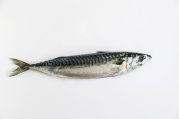 Fototapeta premium One raw mackerel on a white plate.