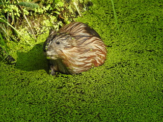 Muskrat near the shore
