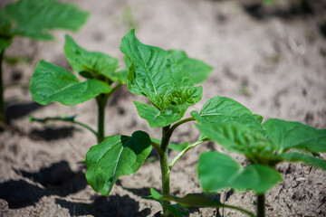Sunflower plant in the garden. Seedlings are grow in the ground in a vegetable garden A row of seedlings. Agriculture, Eco farm