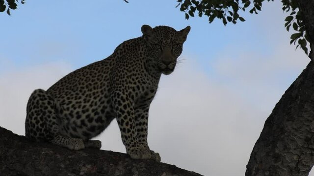 Lone leopard sits high in tree and watches surroundings, slow zoom out