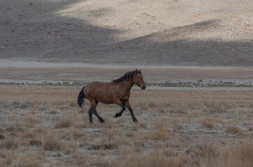 Wild Horse in the Utah Desert