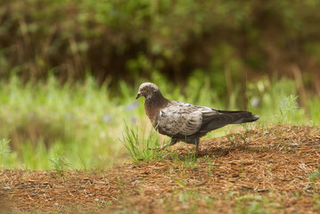 A pigeon walks in the park looking for food 