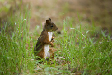 Red squirrel in the park 