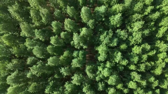 Birch Grove. Wind in the grove. Drone areial footage 4k