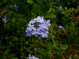 blue flowers in the forest 