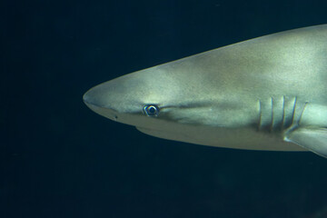 Fototapeta premium Requin Lamna sp. en mode portrait