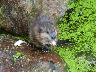 Muskrat eats bread