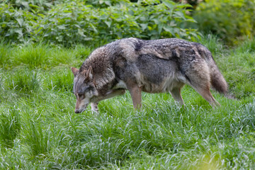 Loup gris Canis lupus en vue rapprochée