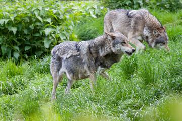 Loup gris Canis lupus en vue rapprochée