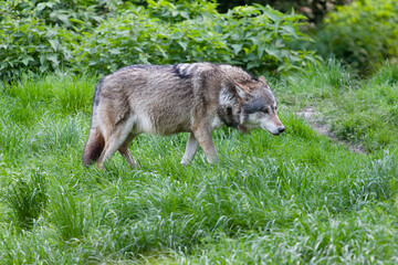 Loup gris Canis lupus en vue rapprochée