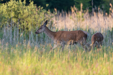Beautiful Cervus elaphus deer in a wild meadow, large forest animals in the game refuge, nature reserve, beautiful meadow and clearing, wild animals