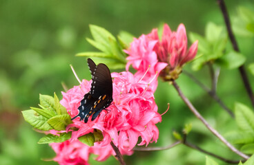 Butterfly on Pink Flower