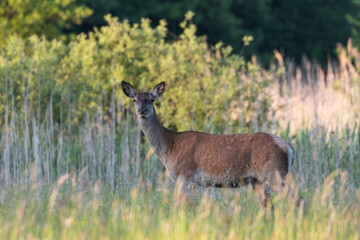 Beautiful Cervus elaphus deer in a wild meadow, large forest animals in the game refuge, nature reserve, beautiful meadow and clearing, wild animals