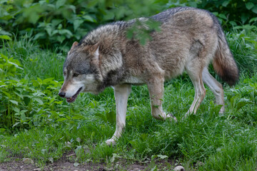 Loup gris Canis lupus en vue rapprochée © denis