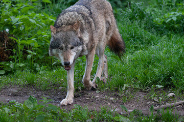 Loup gris Canis lupus en vue rapprochée