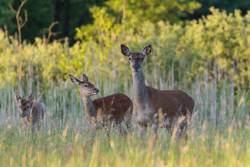 Beautiful Cervus elaphus deer in a wild meadow, large forest animals in the game refuge, nature...
