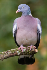 Pigeon ramier Columba palumbus en gros plan