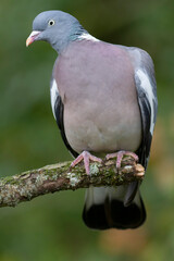 Pigeon ramier Columba palumbus en gros plan