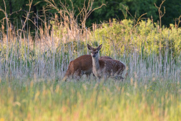 Beautiful Cervus elaphus deer in a wild meadow, large forest animals in the game refuge, nature reserve, beautiful meadow and clearing, wild animals