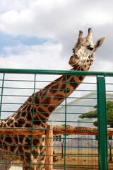 giraffe in the zoo