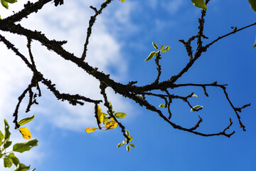 Dry wood branche on a cloudy sky background