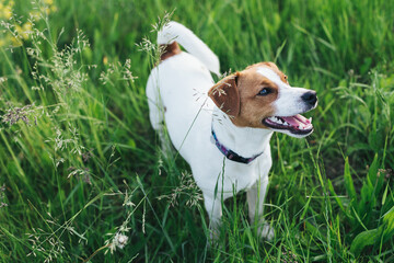 Happy puppy Jack Russell Terrier sitting in the summer meadow.