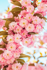 Branch of a blossoming apple tree in a spring garden. Spring blossom.