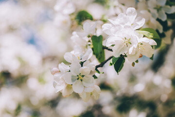 Branch of a blossoming apple tree in a spring garden. Spring blossom.