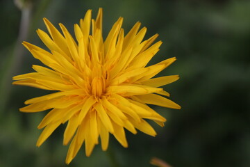 dandelion