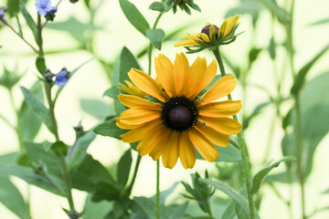 Black eyed susan close up