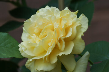 Yellow Rose Side