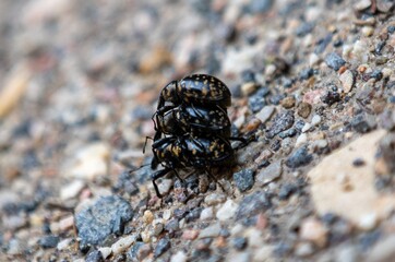 Three Liparus glabrirostris beetles during mating