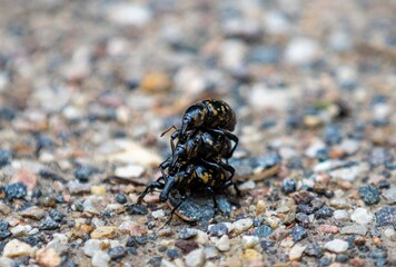 Three Liparus glabrirostris beetles during mating