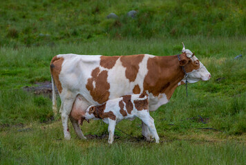 Fototapeta na wymiar A calf breastfed by a cow