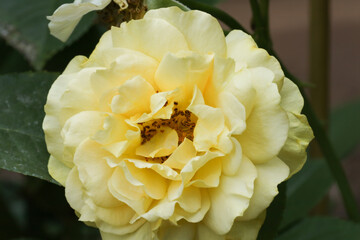 Yellow Rose Front