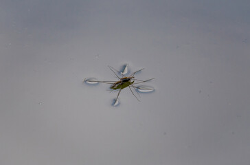 On water spider - Limnoporus in close-up