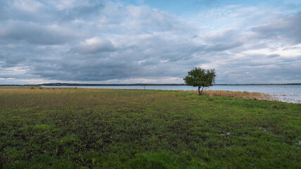 The Achterwasser coast with a lonely tree in the wetland near Goermitz, Mecklenburg-Western Pomerania, Germany