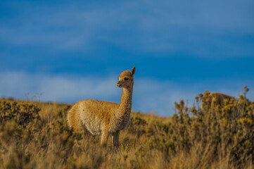 Llamas in the wild