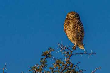 owl on a branch